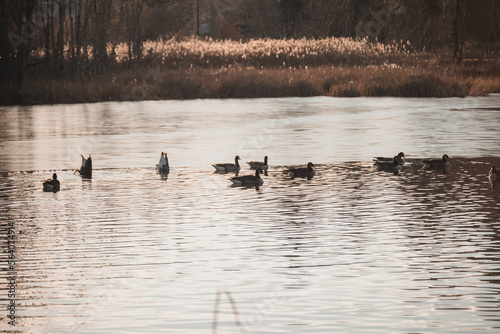 ducks on the lake © Thacher Andreae