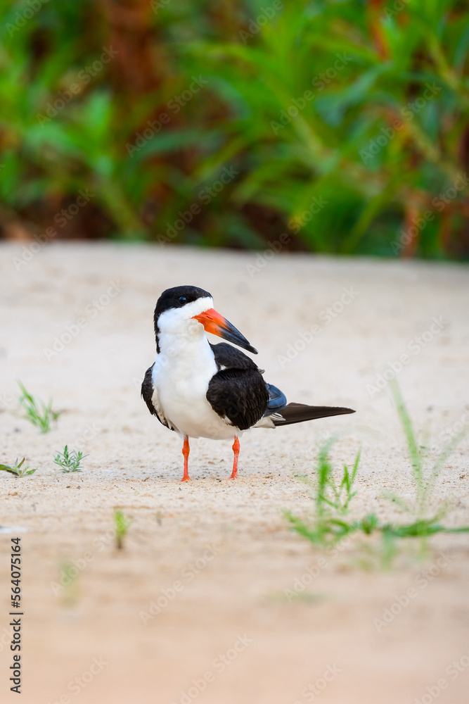 Black Skimmer standing on river's sandbank in Pantanal, Brazil Black Skimmer standing on river's sandbank in Pantanal, Brazil