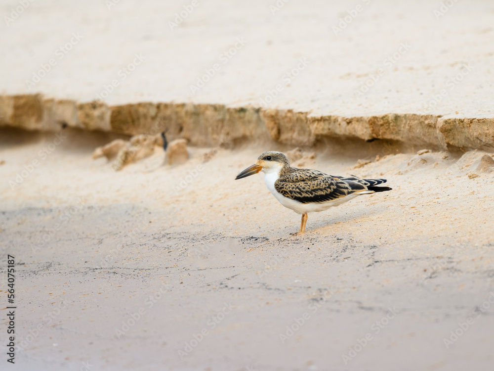 Black Skimmer chick standing on river's sandbank in Pantanal, Brazil Black Skimmer chick standing on river's sandbank in Pantanal, Brazil
