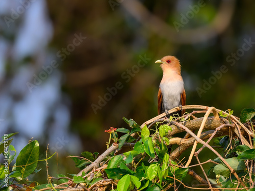 Little Cuckoo perched on a branch in morning sunlight in Pantanal, Brazil