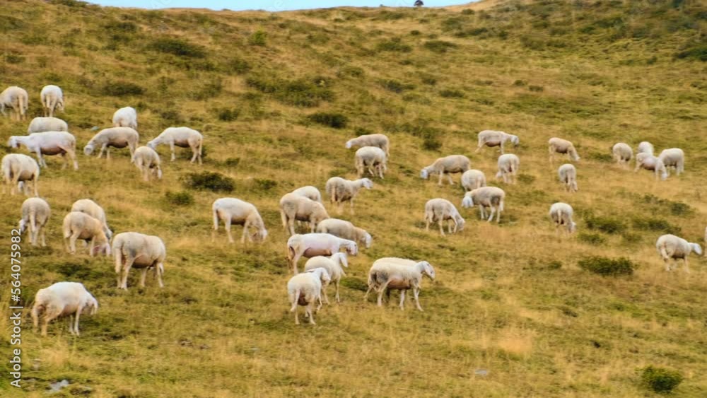 Large flock of sheep eats grass on alpine meadows and blends in with mountain nature. Fluffy animals grazing on sloping meadows of Alps Large flock of sheep eats grass on alpine meadows and blends in with mountain nature. Fluffy animals grazing on sloping meadows of Alps