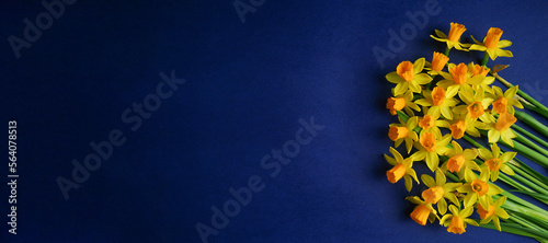 Spring composition. Yellow flowers daffodil on blue background. Mother's day concept. Flat lay.