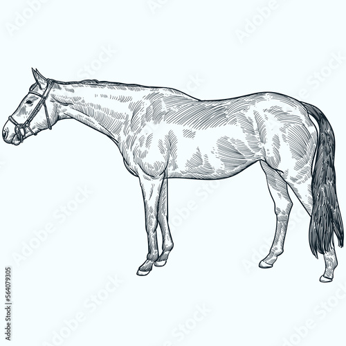 Vintage hand drawn sketch Irish sport horse