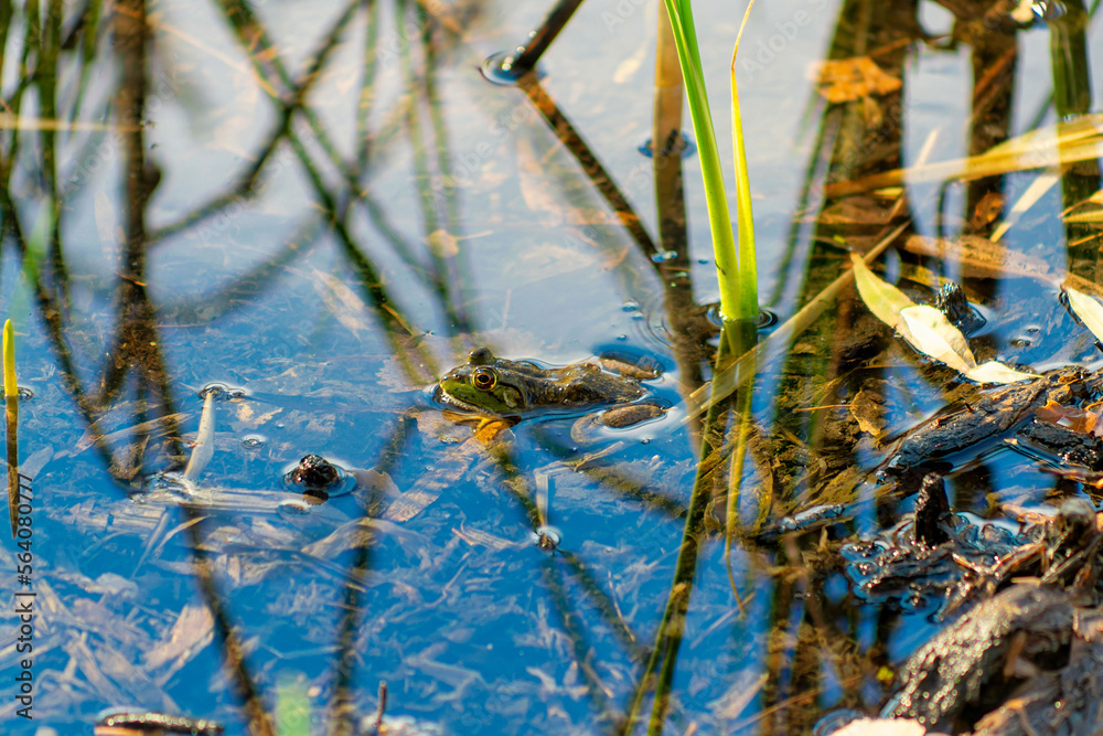 Frog hiding in a lake or pond camouflaged in sticks and aquatic plants with reflective water surface and green texture