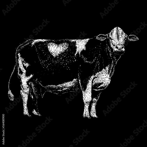 Fleckvieh Cattle hand drawing vector isolated on black background. photo