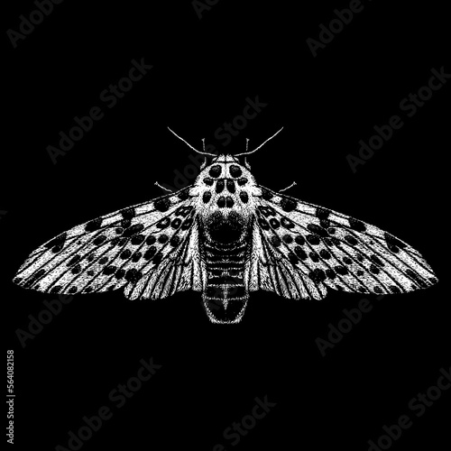 Giant Leopard Moth hand drawing vector isolated on black background. photo