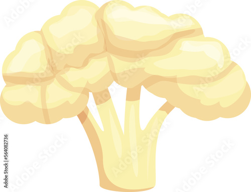 Cauliflower icon cartoon vector. Cabbage food. Vegetable organic