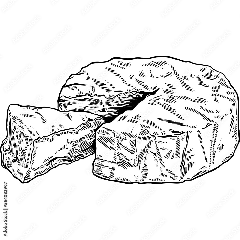 Hand drawn Brie Cheese or Camembert Cheese Sketch Illustration Stock