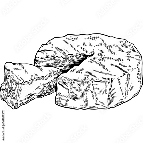 Hand drawn Brie Cheese or Camembert Cheese Sketch Illustration photo