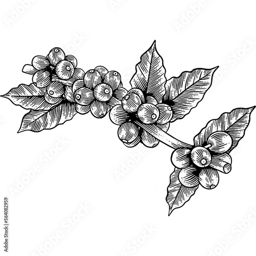 Hand drawn Coffee Plant Sketch Illustration