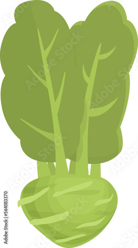 Cabbage kohlrabi icon cartoon vector. Natural plant. Vegetable organic