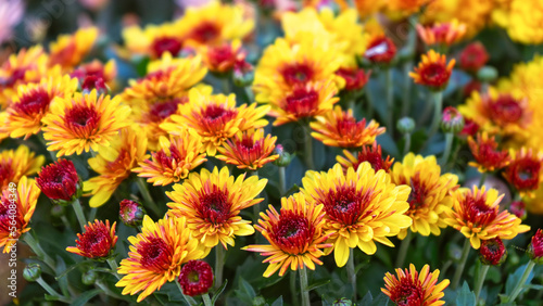 Fresh bright bicolor blooming yellow red chrysanthemums bushes in autumn garden outside in sunny day. Flower background for greeting card, wallpaper, banner, header.