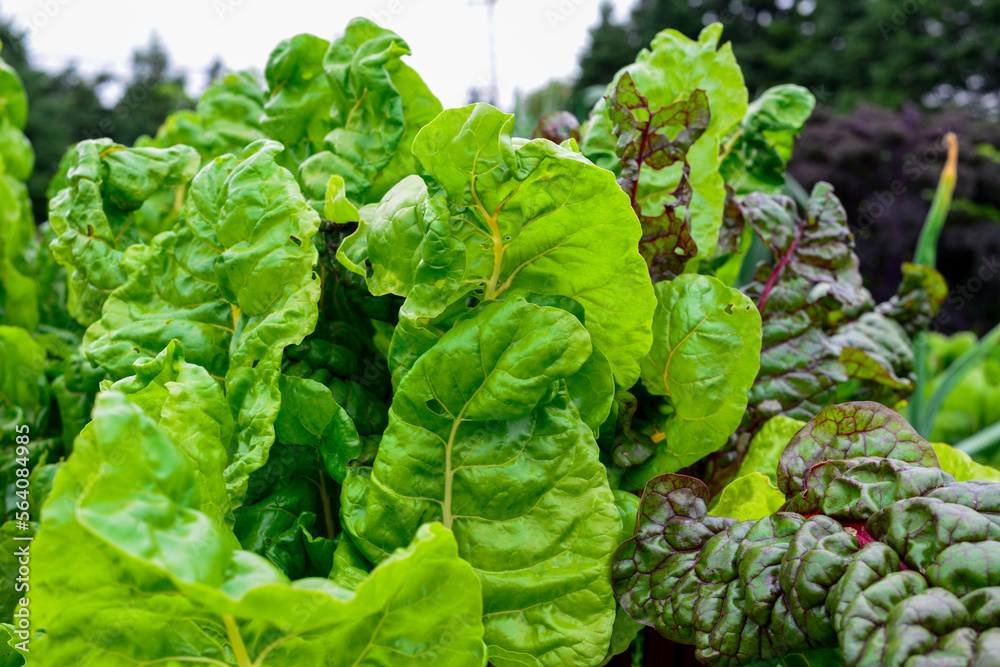 Large healthy raw heads of green organic romaine lettuce growing in a