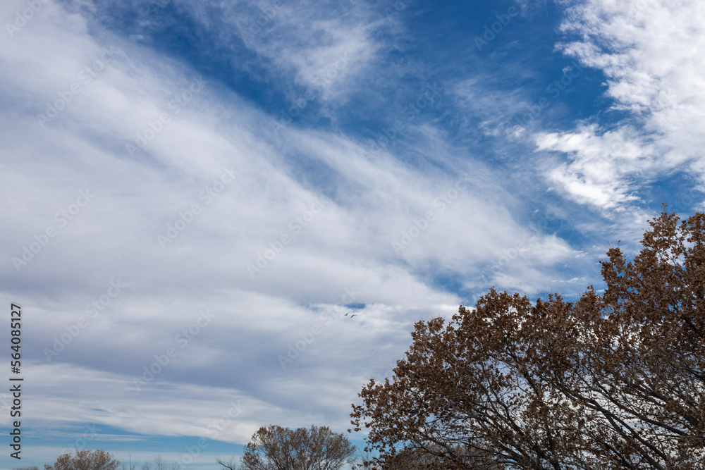 Trees and geese against beautiful bright but cloudy sky Trees and geese against beautiful bright but cloudy sky