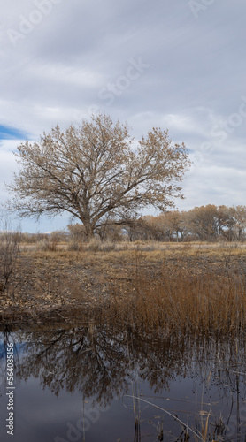 Lone tree at Bosque del Apache National Wildlife Refuge