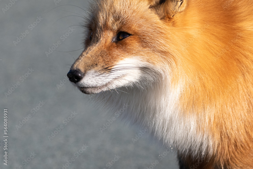 A cute young wild true red fox stands on all four paws attentively staring ahead as it hunts. It has a sharp piercing stare, orange soft fluffy fur, and a long red tail with a white patch at the end. A cute young wild true red fox stands on all four paws attentively staring ahead as it hunts. It has a sharp piercing stare, orange soft fluffy fur, and a long red tail with a white patch at the end.