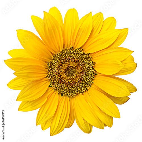 Ripe sunflower with yellow petals and dark middle on white background