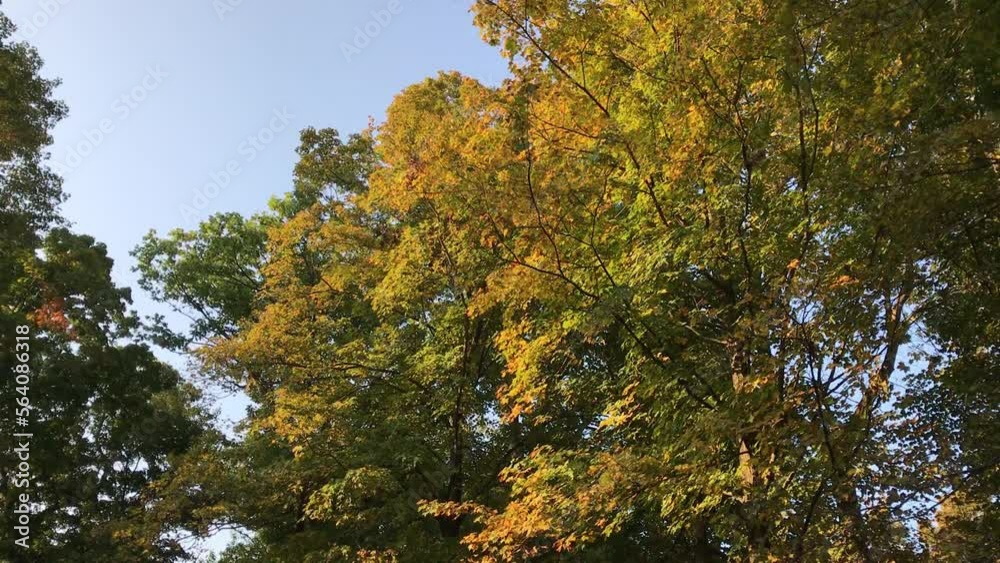 trees changing color in the woods in autumn trees changing color in the woods in autumn
