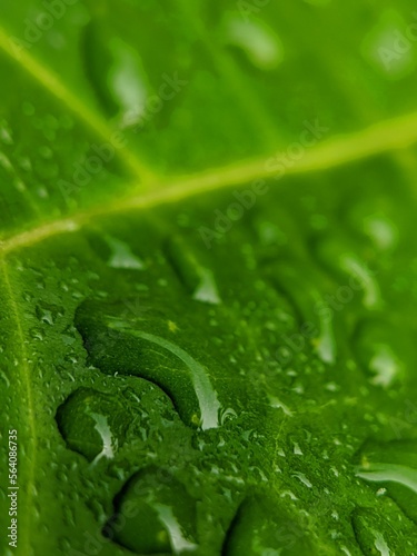 green leaf with water drops