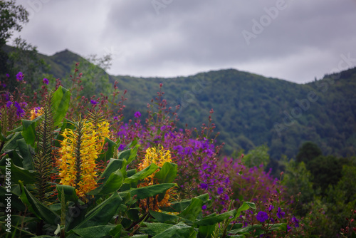 azores landscape  yellow and purple beautiful flowers