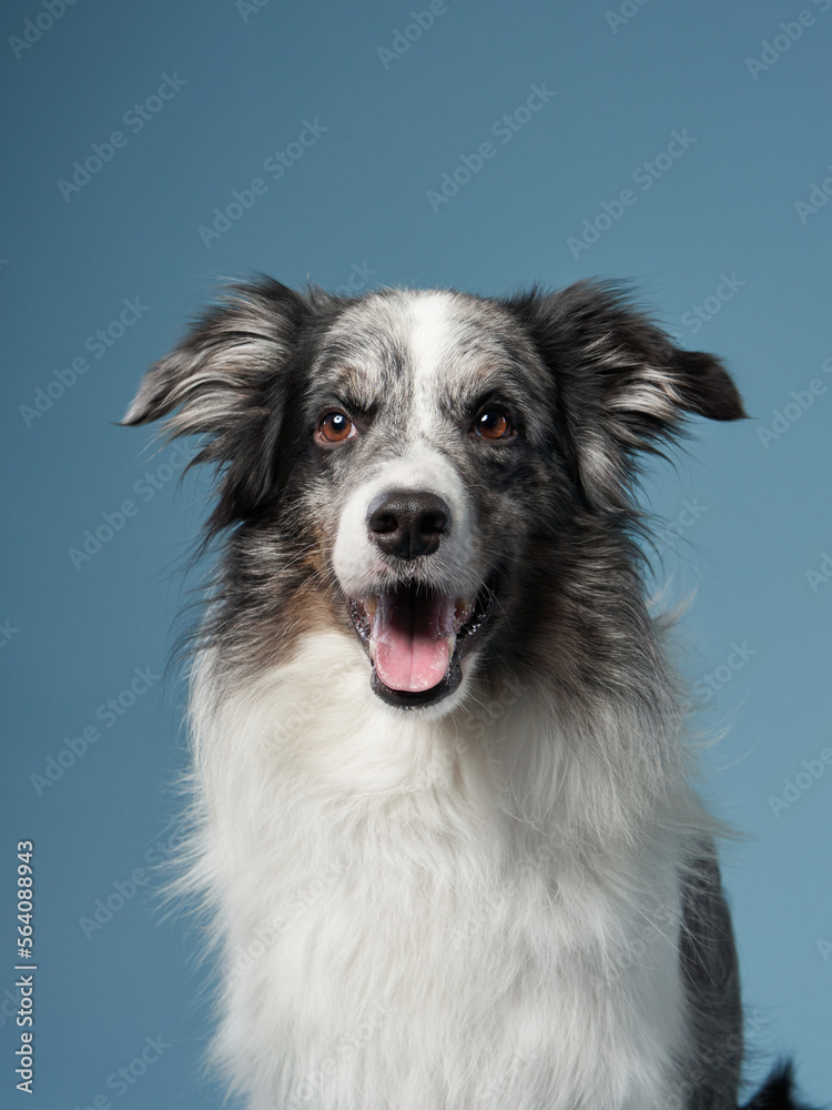 funny dog on blue background. Border collie with happy muzzle, emotion