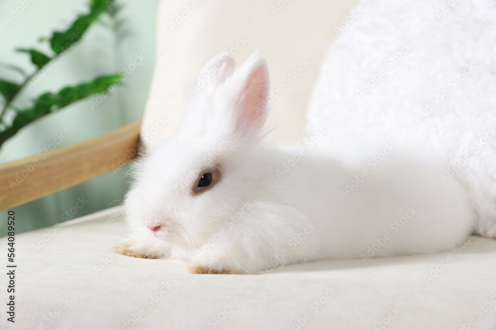 Fluffy white rabbit on sofa indoors. Cute pet Fluffy white rabbit on sofa indoors. Cute pet