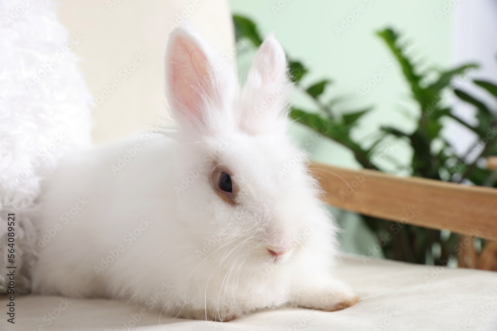 Fluffy white rabbit on sofa indoors. Cute pet Fluffy white rabbit on sofa indoors. Cute pet