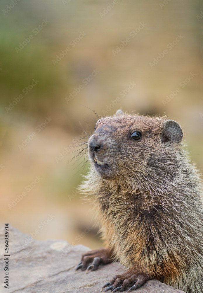 Cute groundhog happy groundhog day vertical copy space Cute groundhog happy groundhog day vertical copy space