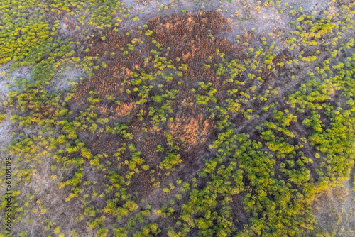 Top aerial panoramic view of green steppe or meadow in summer, landscape with trees and bushes, drought.