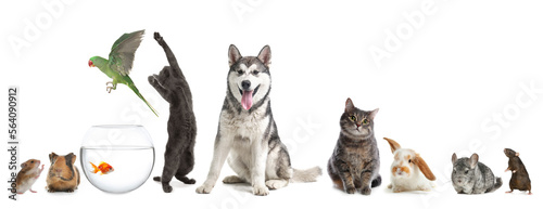 Group of different domestic animals on white background, collage