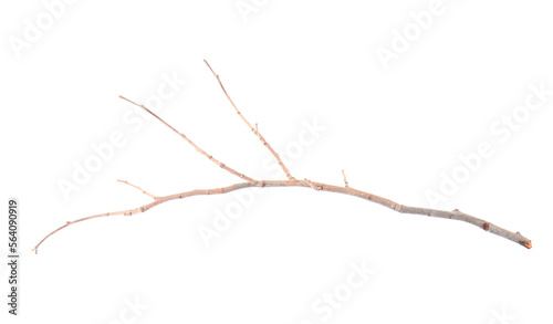 One dry tree twig isolated on white