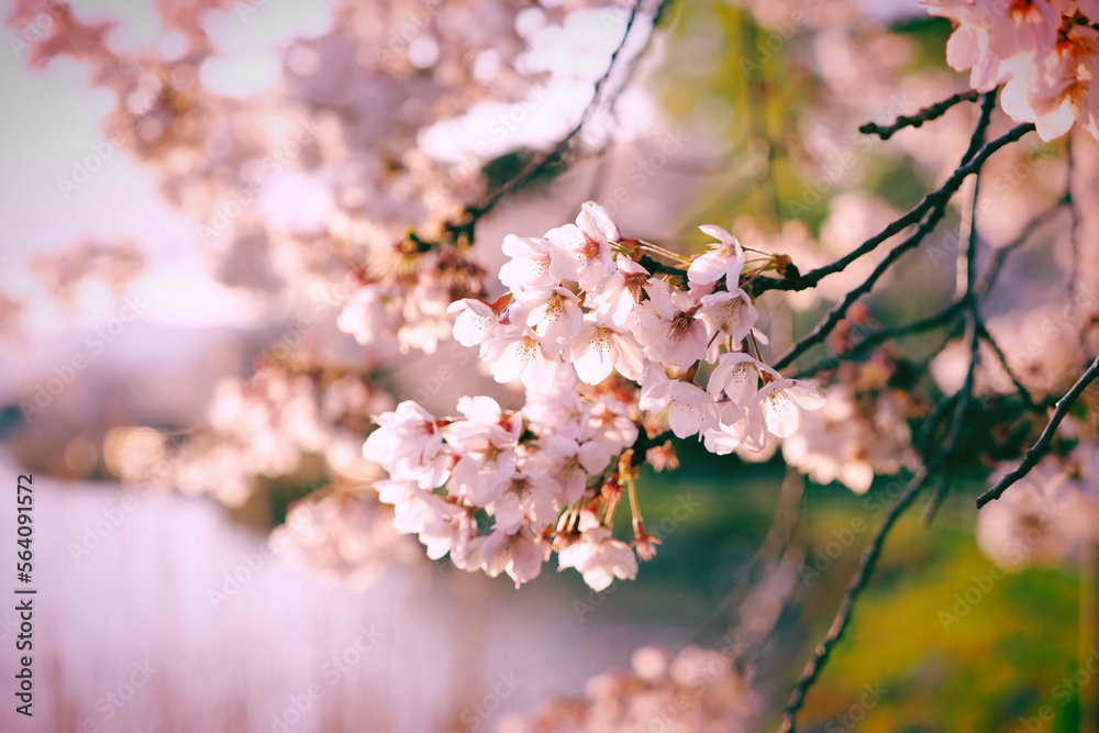 満開の桜の花（ソメイヨシノ）