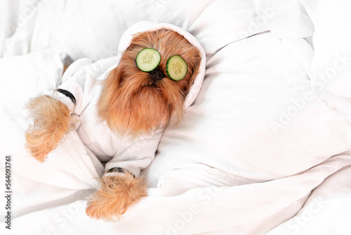 dog red brussels griffon, rested from spa treatments on the face with cucumber, covered with a blanket, in a bathrobe