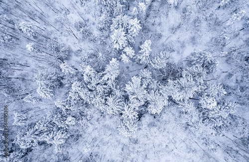 snowy forest -Kidder Mountain, New Hampshire © Mark Lotterhand