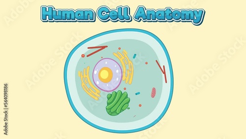 2D animation of human cell anatomy structure. photo