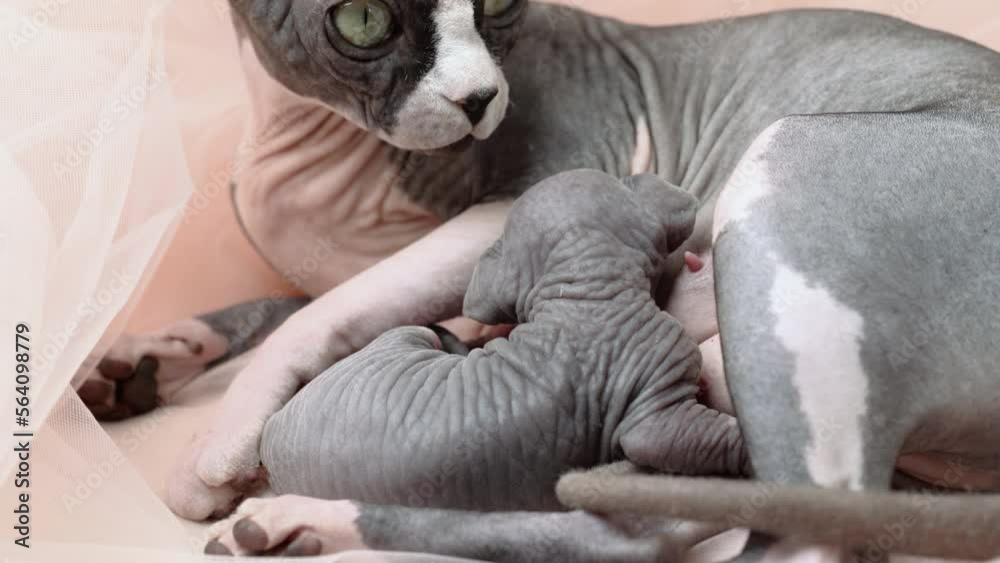 Mother Canadian Sphynx Cat with newborn kitten suckling milk. Mommy cat lying and breastfeeding her kitty. Domestic feline family, serene childhood at home. Real time shot video, part of series Mother Canadian Sphynx Cat with newborn kitten suckling milk. Mommy cat lying and breastfeeding her kitty. Domestic feline family, serene childhood at home. Real time shot video, part of series