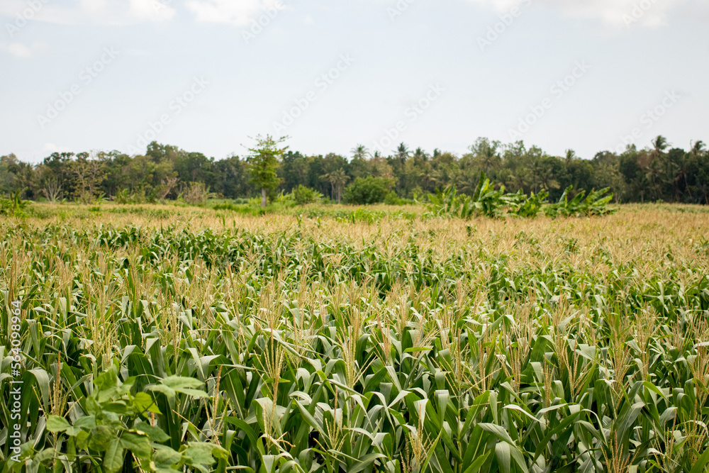 A cornfield a field which corn is growing