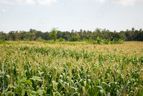 A cornfield a field which corn is growing