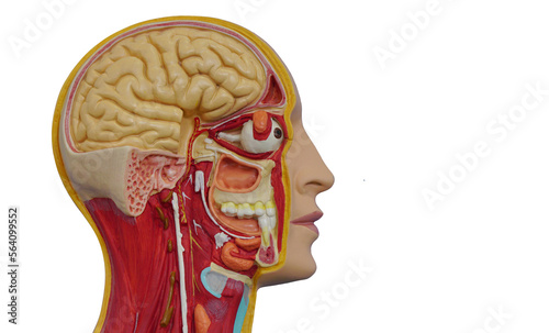 Human head cross section, educational mode