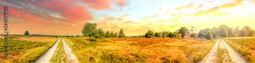 Lueneburger Heide, Heidelandschaft, Niedersachsen, Deutschland 