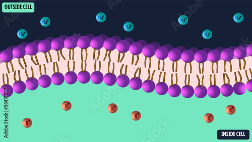 Membrane Cell with Electrolyte - Natrium, Kalium, and Phospholipid - Vector Medical Illustration photo