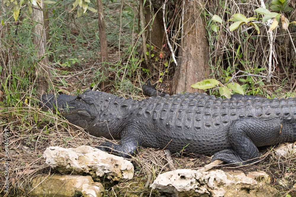 Fototapeta premium alligator, crocodile, reptile