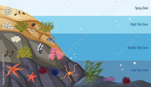 Rocky shore zonation education diagram