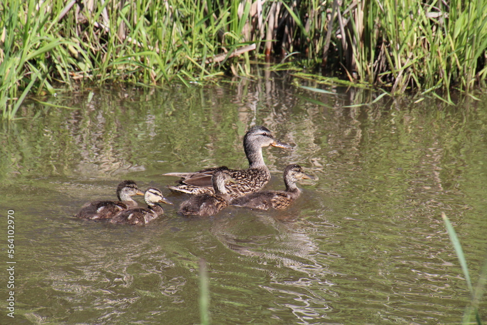 duck and ducklings duck and ducklings