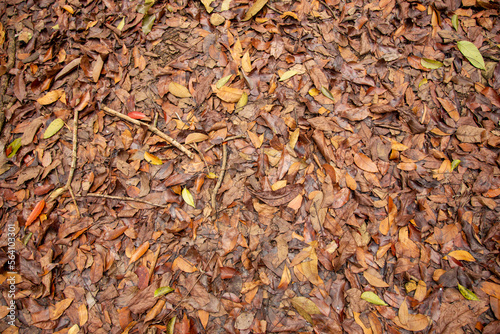 A pile of dry leaves on the ground from trees of the forest