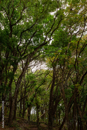 Forest of a nature preserve with trees grow tall green leaves