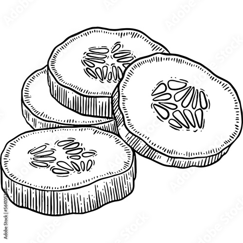 Hand drawn Cucumber Slices Sketch Illustration