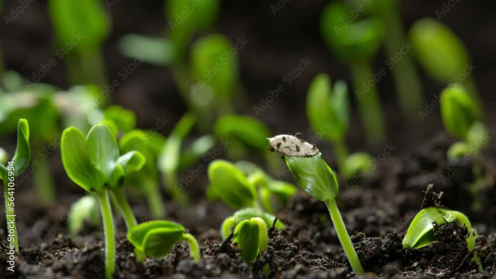 Green Plant Slowly Growing From the Soil, Start New Life, Magical Spring Nature Time Lapse 4k Green Plant Slowly Growing From the Soil, Start New Life, Magical Spring Nature Time Lapse 4k
