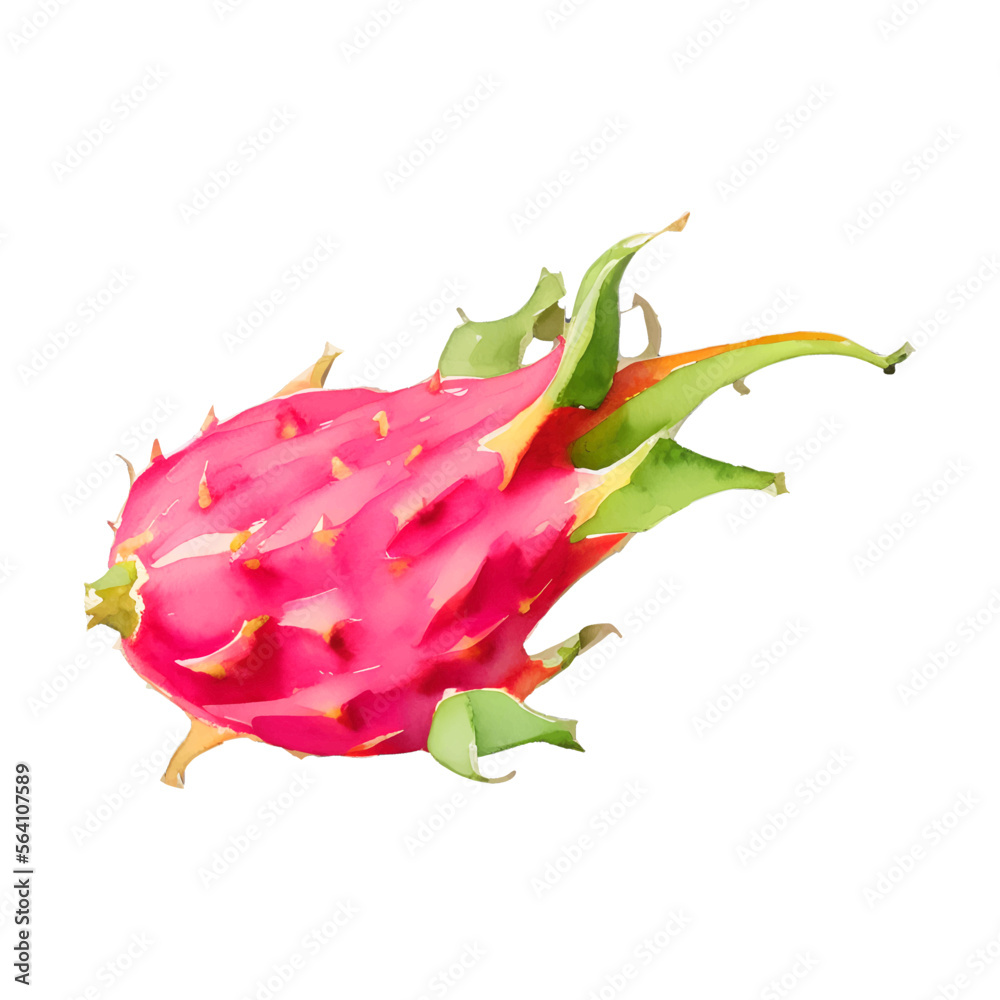 dragon fruit digital drawing with watercolor style illustration dragon fruit digital drawing with watercolor style illustration