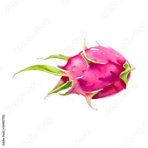 dragon fruit digital drawing with watercolor style illustration